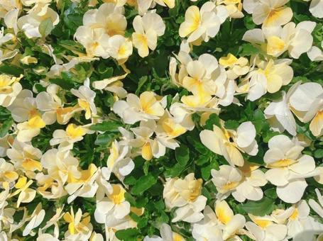 春 お花の絨毯 春 お花の絨毯の写真