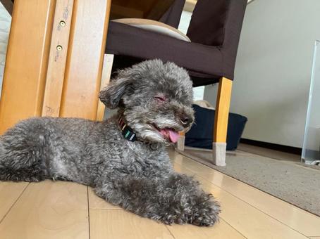 ご機嫌な犬 ご機嫌な犬 トイプードル,犬,ペットの写真素材