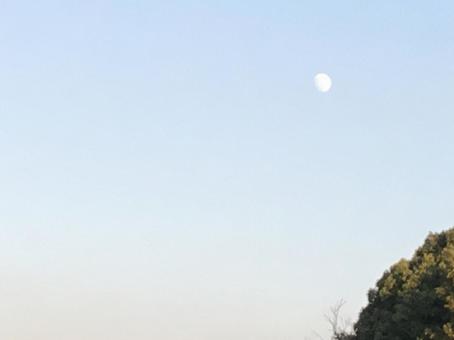 夕方の月と木 夕方の月と木の写真