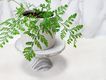 シダ鉢植えアップ台座 植物,シダ,グリーンの写真素材