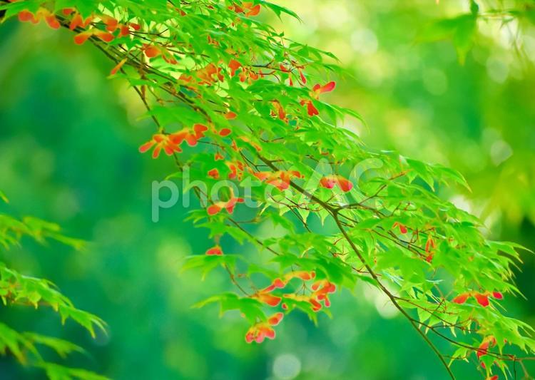 モミジの種5 モミジ,種,プロペラの写真素材