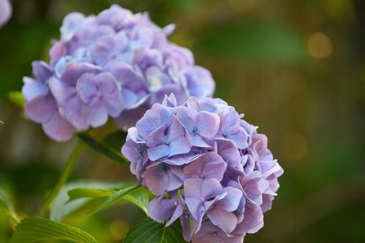 Blue-purple hydrangea blooming during the rainy season, JPG Blue-purple hydrangea blooming during the rainy season, JPG