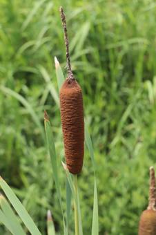 Plant Cattail, JPG