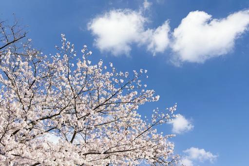 桜18 ソメイヨシノ,サクラ,桜の写真素材