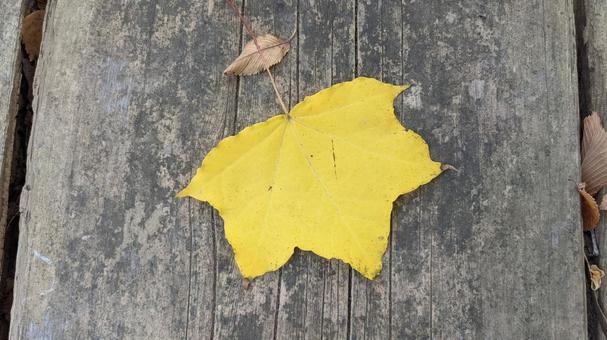落ち葉 秋 紅葉 自然 色 落ち葉 秋 紅葉 自然 色の写真