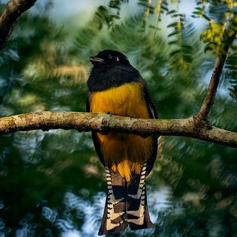 丸い目が可愛いズグロハグロキヌバネドリの写真