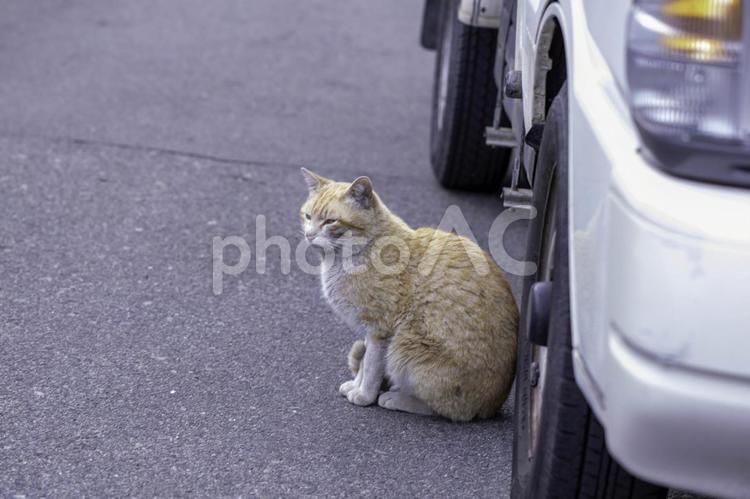 茶色い縞模様の猫 茶色い,縞模様,縞の写真素材