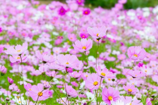 コスモス9 コスモス9 コスモス,花,秋桜の写真素材