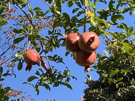 果物・ザクロ ザクロ,石榴,柘榴の写真素材