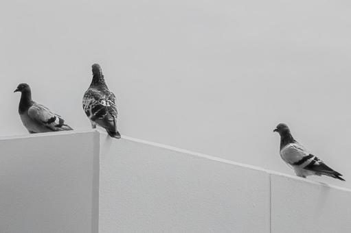 ハト ハト ハト,鳩,鳥の写真素材