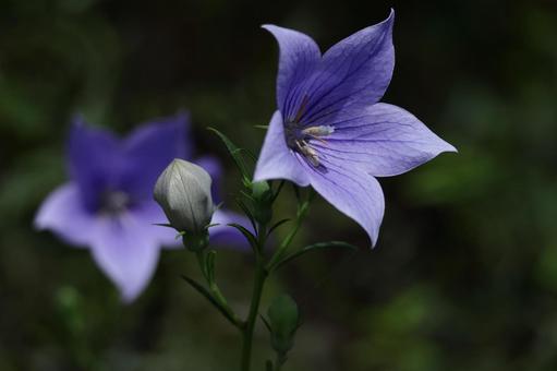 Photo, campanulaceae, flower, bellflower family, 