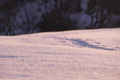 朝焼けに染まる雪原 雪原,雪,木の写真素材
