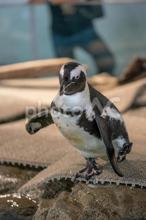 歌舞伎みたいなポーズのケープペンギン ケープペンギン,鳥,ペンギンの写真素材