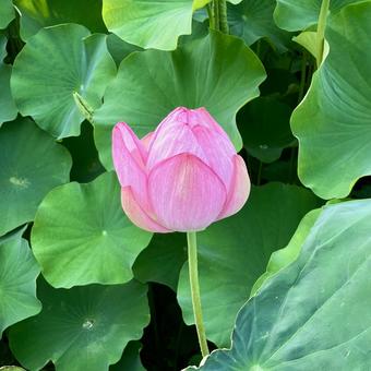 花★蓮(ハス)の花 ピンク 花★蓮(ハス)の花 ピンク 花,ハス,ピンクの写真素材