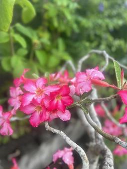花 花の写真