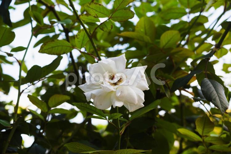 前橋バラ園　秋のバラ 花,植物,花びらの写真素材