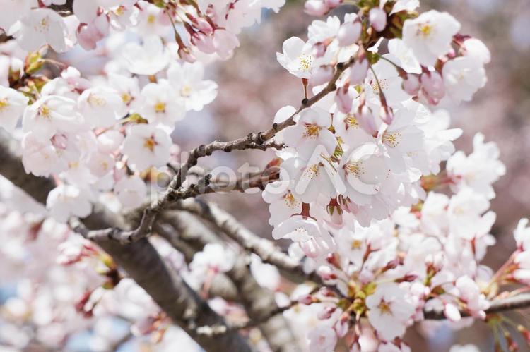桜の枝と桜のアップ さくら,桜,桜の花の写真素材