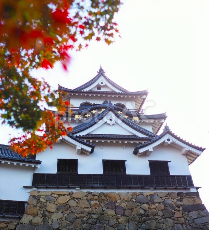 彦根城　天守閣と紅葉 彦根城,天守閣,現存天守の写真素材