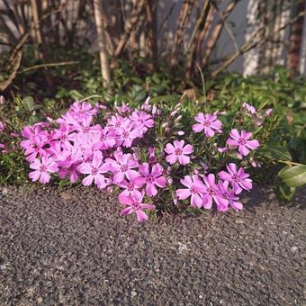 芝桜 芝桜の写真