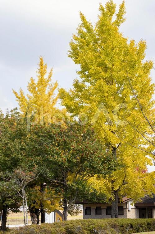 木々が色づく秋の公園 日差し,自然,屋外の写真素材