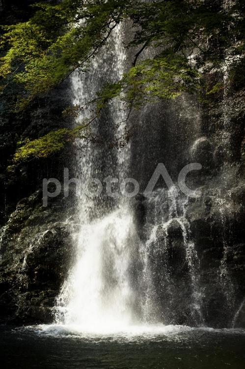 夏の箕面の滝 箕面,風景,自然の写真素材