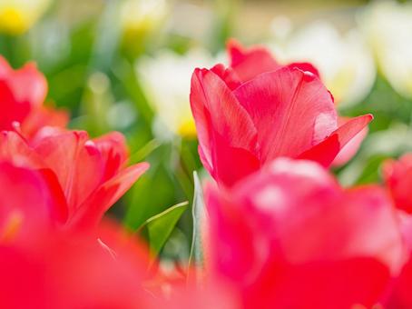 チューリップの花 チューリップ,春,季節の写真素材