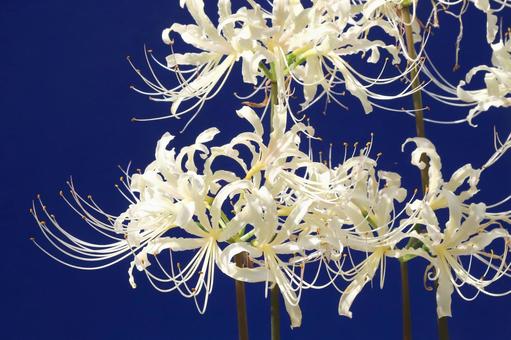 白い彼岸花 植物,花,花びらの写真素材