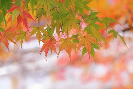 紅葉 色づくもみじ 紅葉 色づくもみじ 紅葉,もみじ,秋の写真素材
