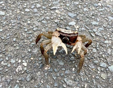 威嚇するカニ 蟹,生き物,自然の写真素材