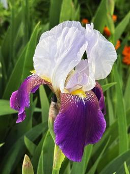 ジャーマンアイリスの写真