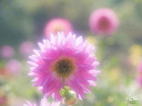 柔らかなイメージのダリア園 柔らかなイメージのダリア園 ダリア,アイリスの丘,ダリア園の写真素材