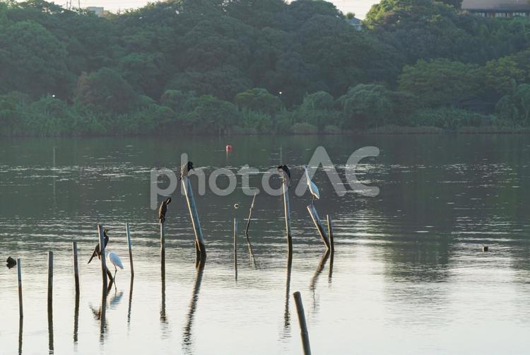 杭の上で羽を休める水鳥たち カワウ,鵜,チュウサギの写真素材
