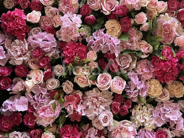 たくさんのバラ！みっちり！100本 バラ,ピンク,たくさんの花の写真素材