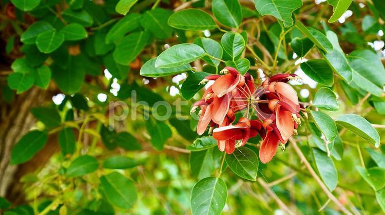 沖縄県で咲く赤いデイゴの花 デイゴ,花,赤の写真素材
