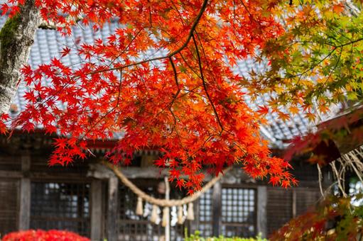 秋の道祖神社⑶ 秋,モミジ,紅葉の写真素材