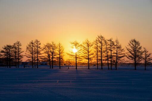 冬の並木と雪原の日の出 日の出,朝日,並木の写真素材