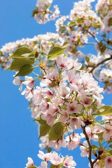 葉桜 葉桜の写真