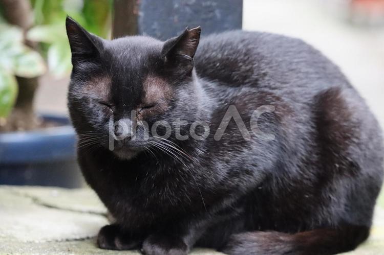 眠たそうな黒猫 猫,黒猫,野良猫の写真素材