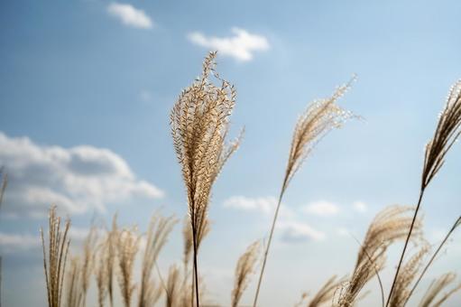 秋の風物詩「ススキ」 ススキ,秋,秋の景色の写真素材