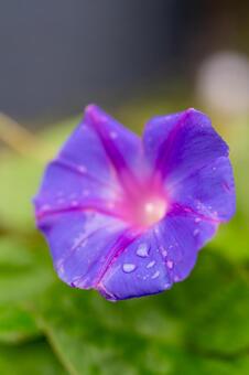 朝顔 朝顔,あさがお,花の写真素材