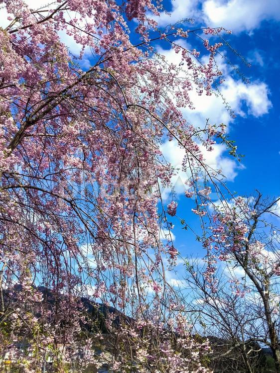 桜と空 桜,空,田舎の写真素材