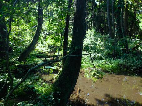 森の中 森林,森,緑の写真素材