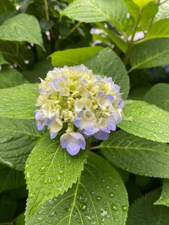 あじさい　青紫　水色 紫陽花,あじさい,アジサイの写真素材