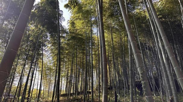 京都嵐山の竹林3 京都嵐山の竹林3 京都,京都府,竹の写真素材