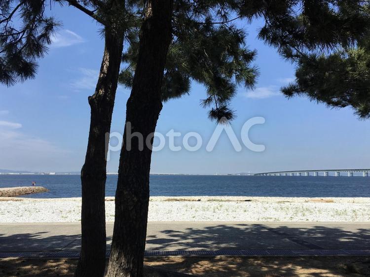浜辺と松の木 浜,水域,木の写真素材