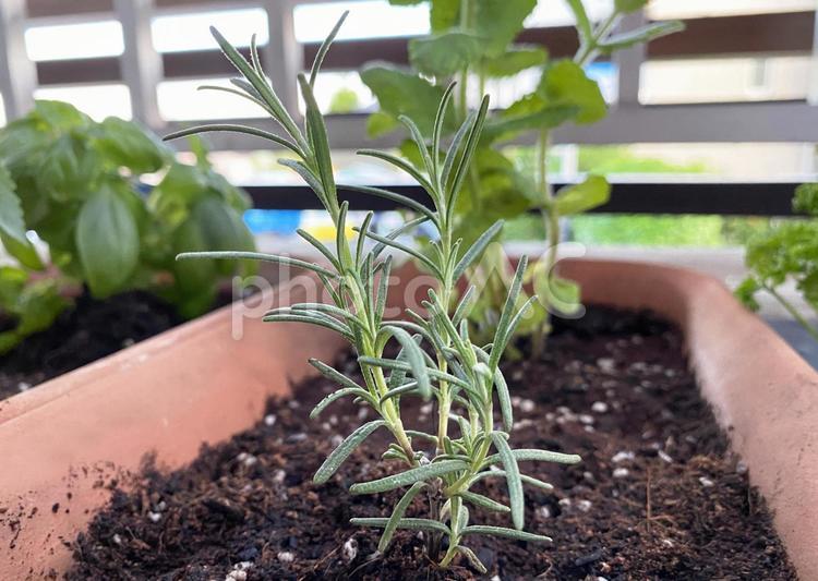 ローズマリーを植える ローズマリー,苗,ハーブの写真素材