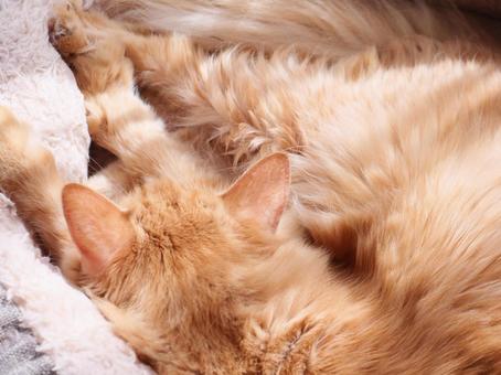 寝る猫 ネコ,ねこ,動物の写真素材