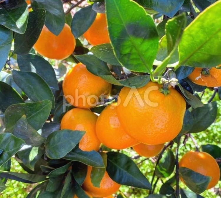 たわわに実るみかん みかん,ミカン狩り,かんきつ類の写真素材