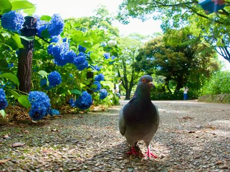あじさいと鳩の写真