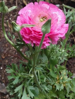 ラナンキュラス ラナンキュラス ラナンキュラス,花,植物の写真素材